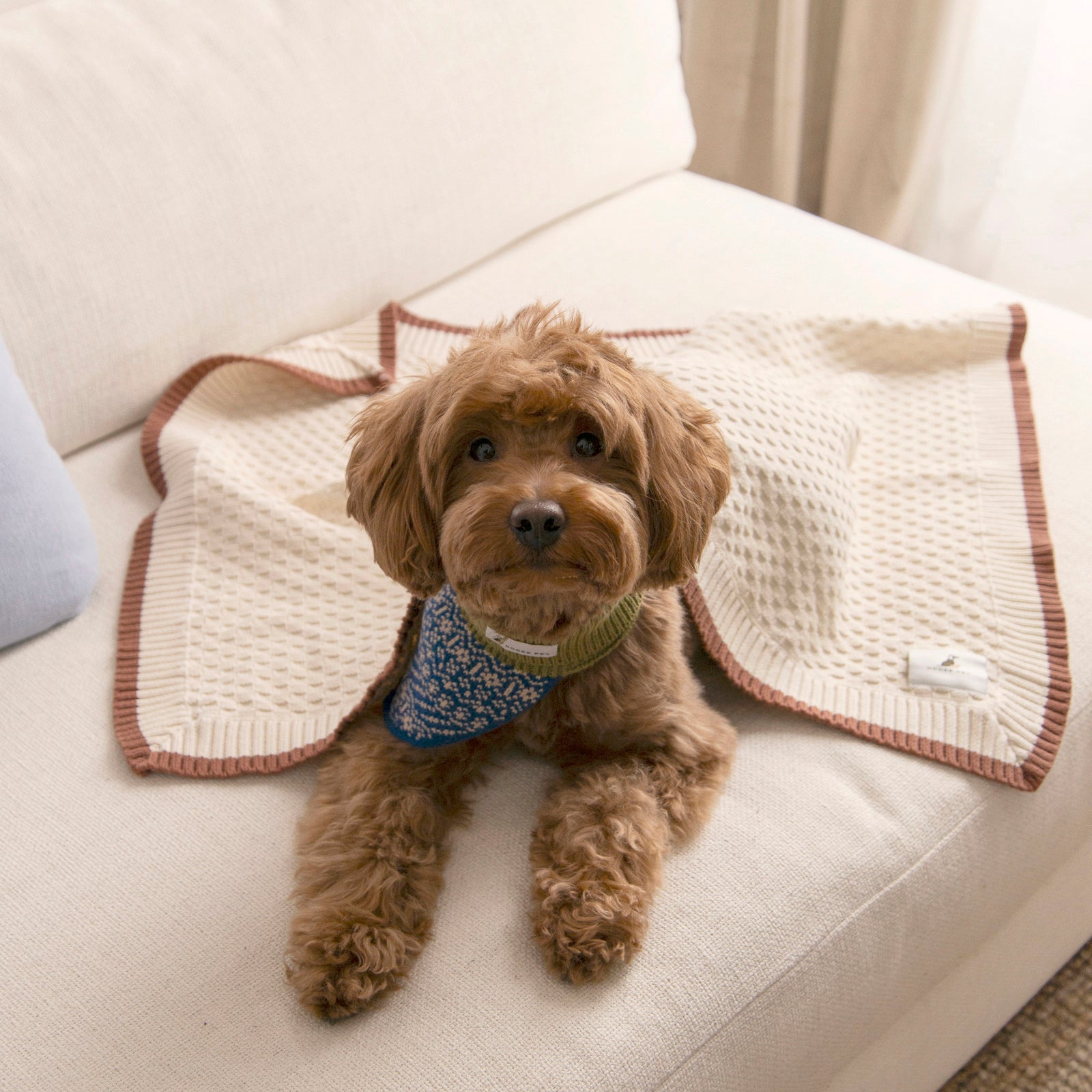 Brown curly-haired dog laying on a cream sofa, wrapped in the Nooee Pet Organic Cotton Blanket in cream with brown trim, wearing a blue patterned neck warmer.
