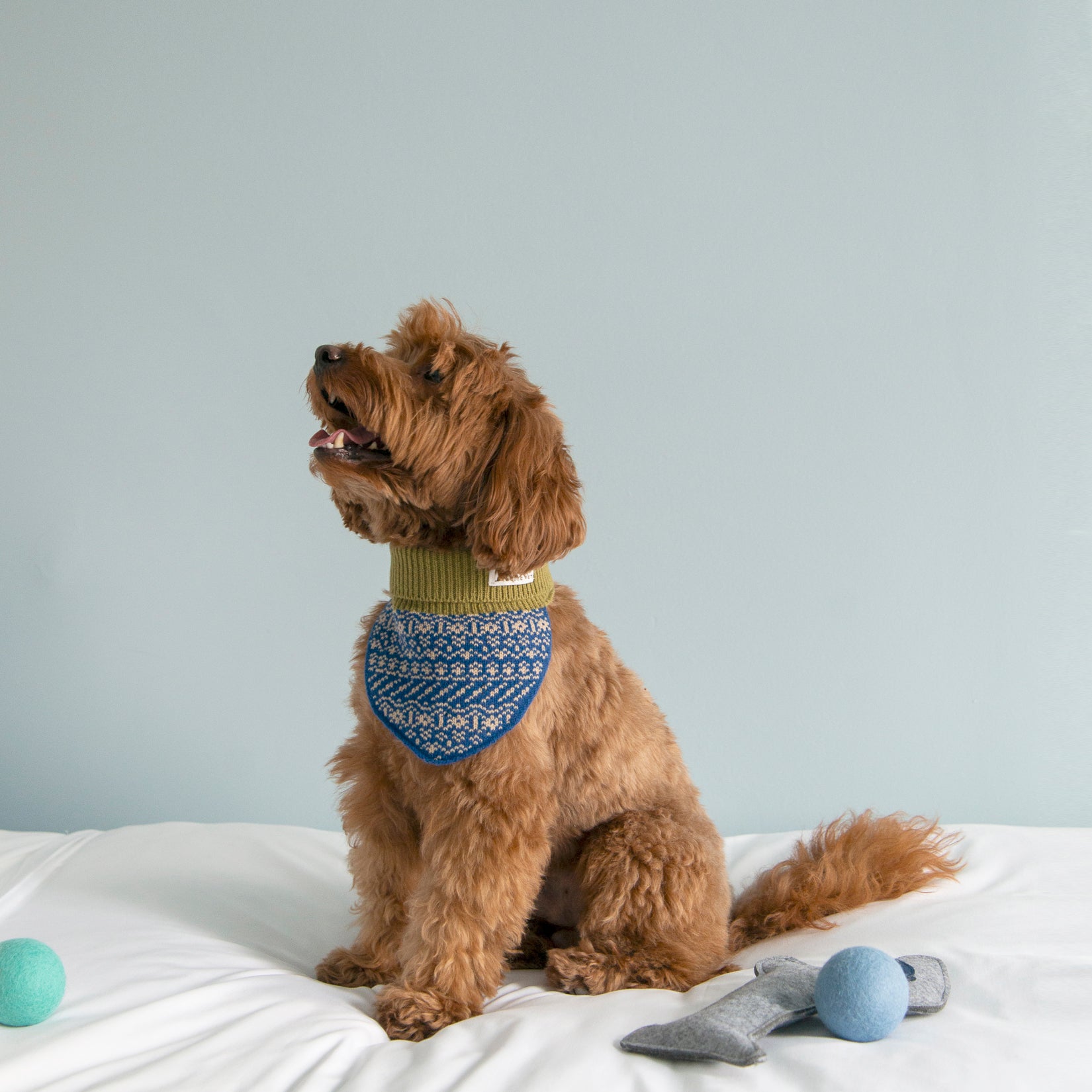 Brown dog sitting on a white bed, wearing a blue and green patterned wool neck warmer from Nooee Pet, with soft pet toys nearby.