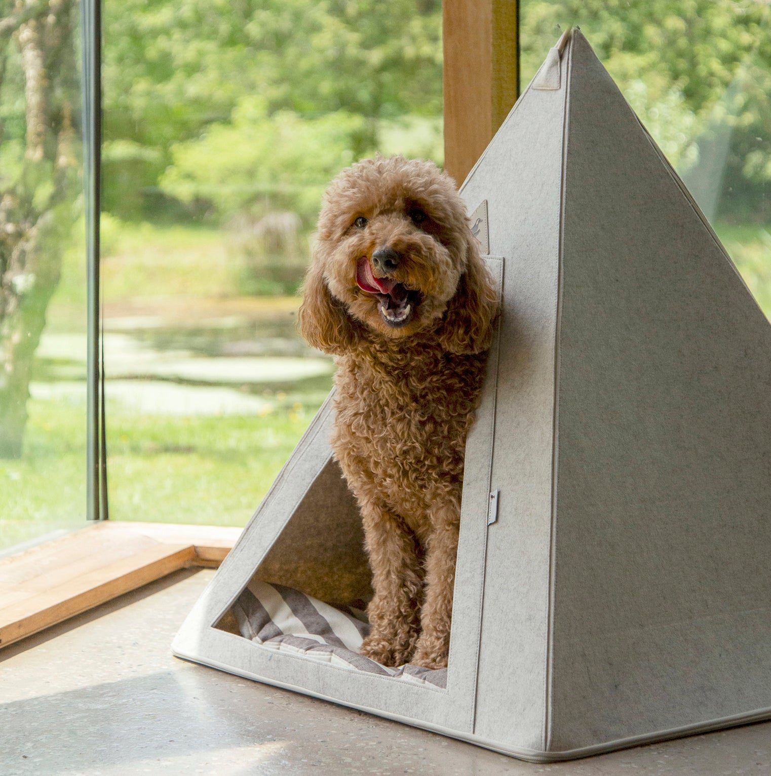 Mini Golden Doodle inside Nooee Pet Teepee Tucker near window with view