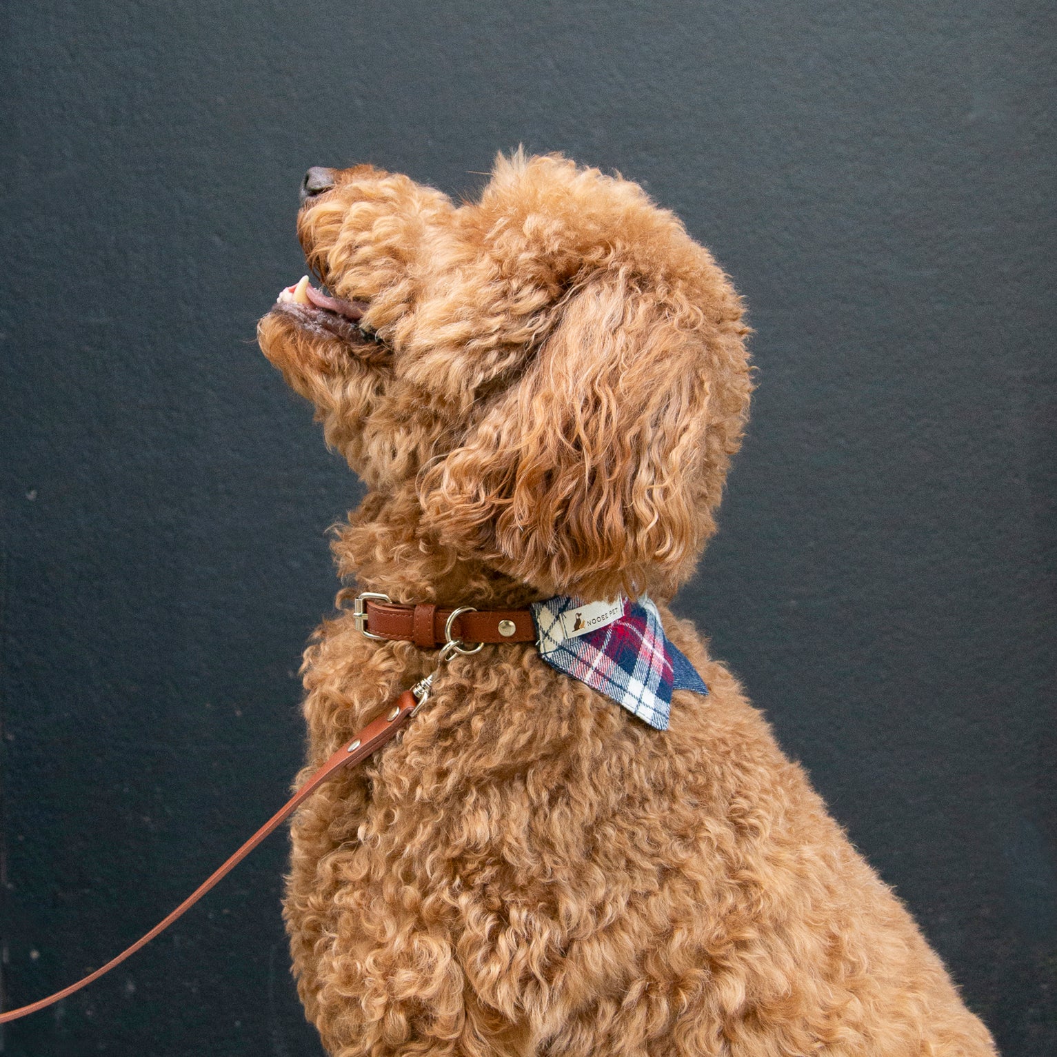 Nooee Pet Dog Leash Daisy