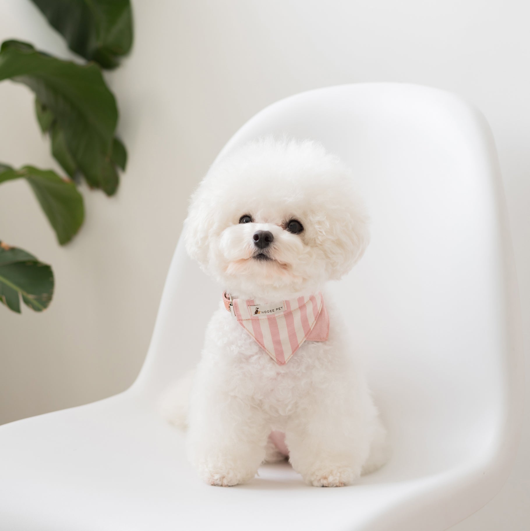 Small white dog wearing the pink Daisy Collar with bandana, sitting on a white chair