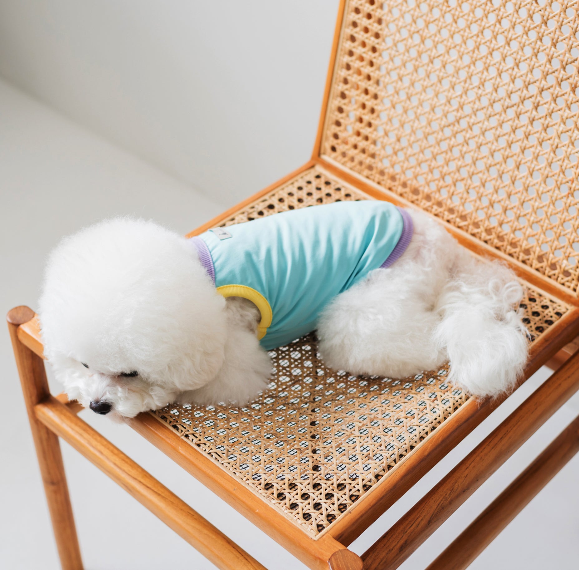 White fluffy dog (Bichon Frise) wearing a blue Nooee Pet CoolPaws Summer Shirt with yellow trim, lounging on a rattan chair. Lightweight cooling dog shirt for hot weather.
White fluffy dog (Bichon Frise) wearing a blue Nooee Pet CoolPaws Summer Shirt with yellow trim, lounging on a rattan chair. Lightweight cooling dog shirt for hot weather.