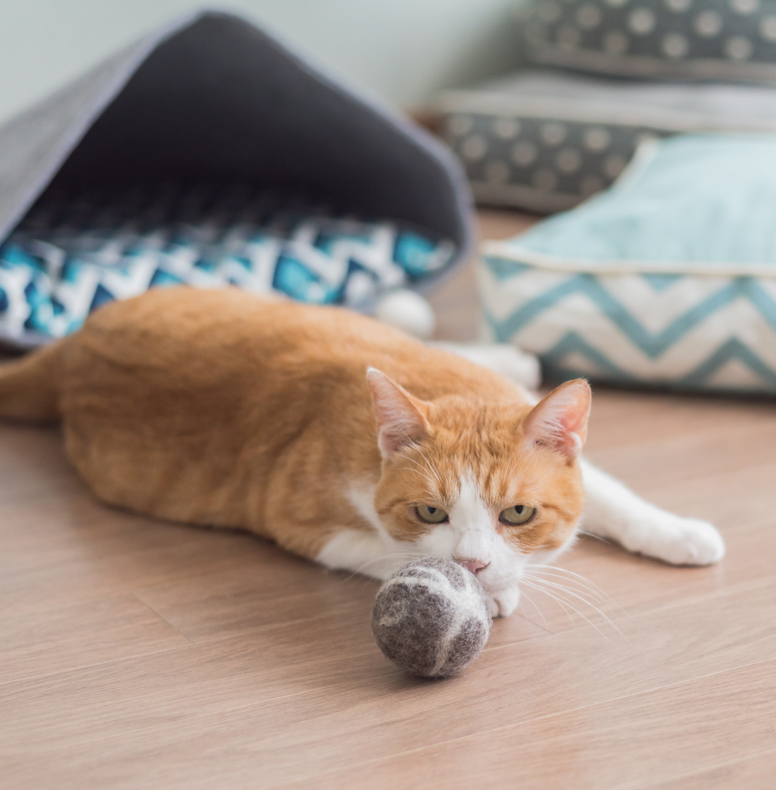 Cat playing with 5CM wool toy ball on a rug