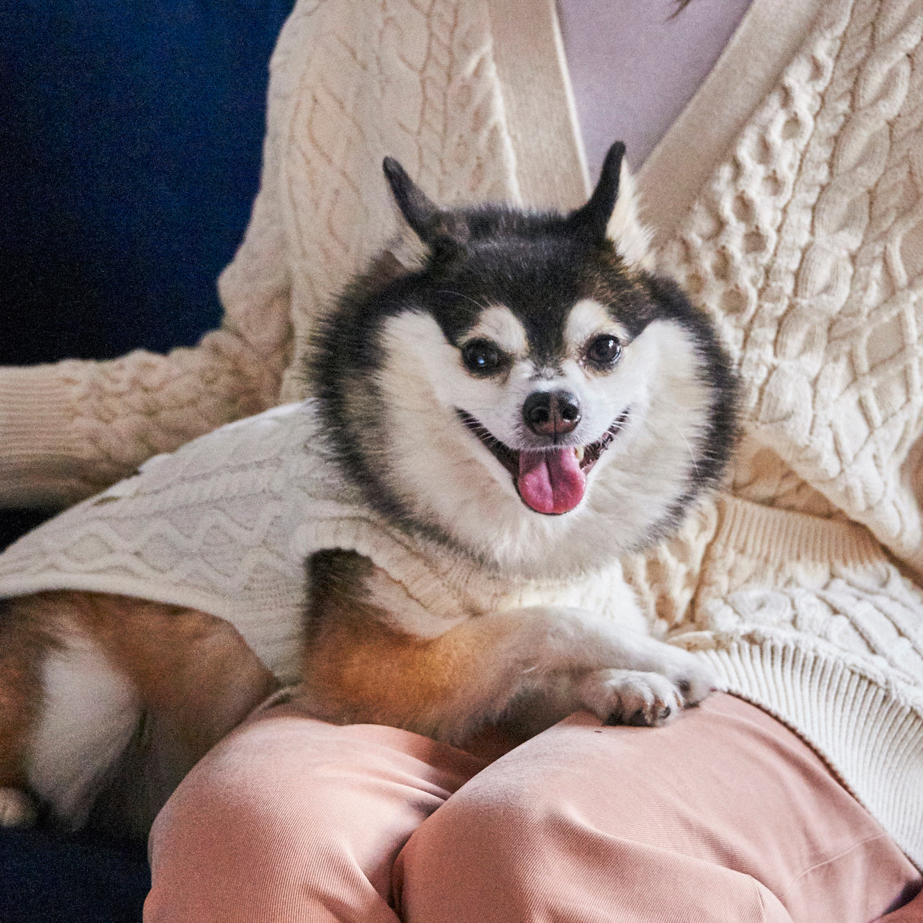 A happy Pomsky wearing the Nooee Pet Off White Wool Cable Sweater rests on a person’s lap, who is also dressed in a matching cable-knit cardigan.