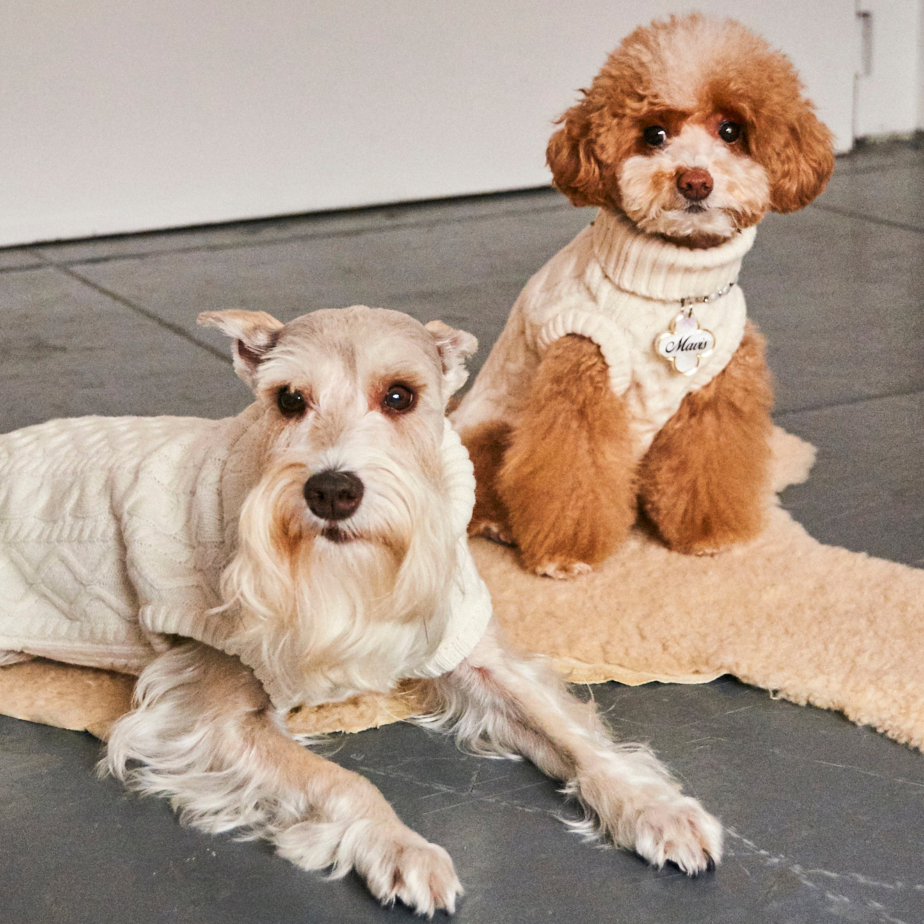 Two dogs wearing the Nooee Pet Off White Wool Cable Sweater; a Mini Schnauzer is lying down in the foreground, and a small apricot poodle is sitting behind on a cozy cream rug, both dressed in matching cable knit turtlenecks.