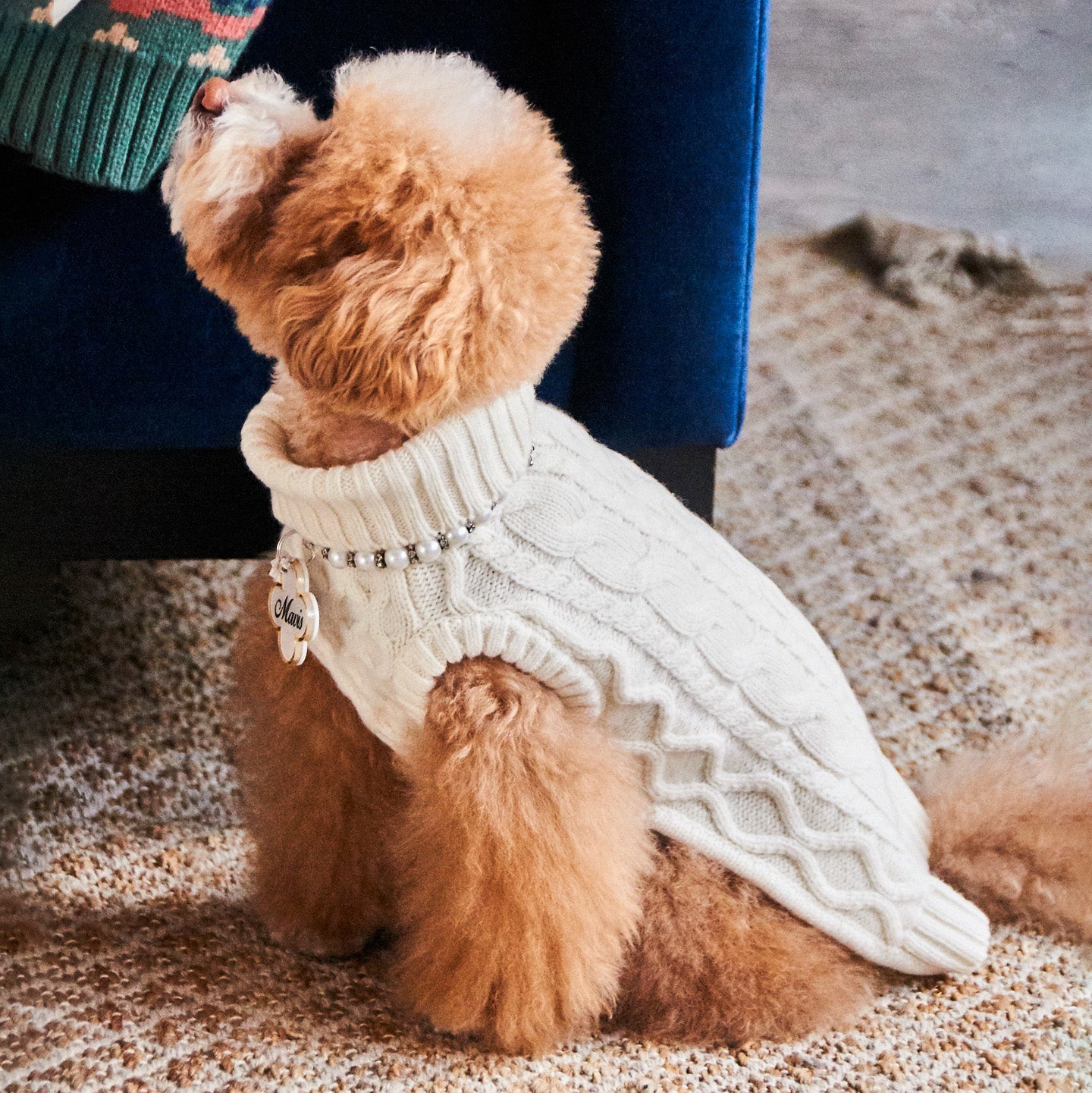 Small apricot-colored poodle wearing the Nooee Pet Off White Wool Cable Sweater with a ribbed turtleneck and cable knit texture, sitting on a rug and looking up.
