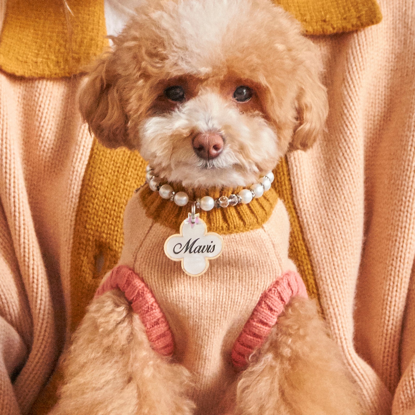 Toy poodle wearing Nooee Pet x DEMYLEE fawn-colored dog sweater with mustard turtleneck and pink armhole trim, sitting on a matching human sweater.