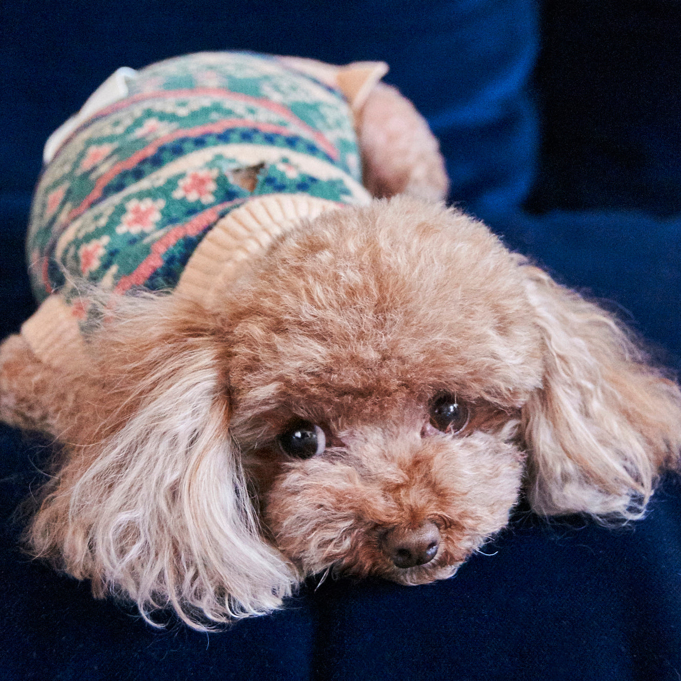NOOEEPET X DEMYLEE WOOL JACQUARD SWEATER