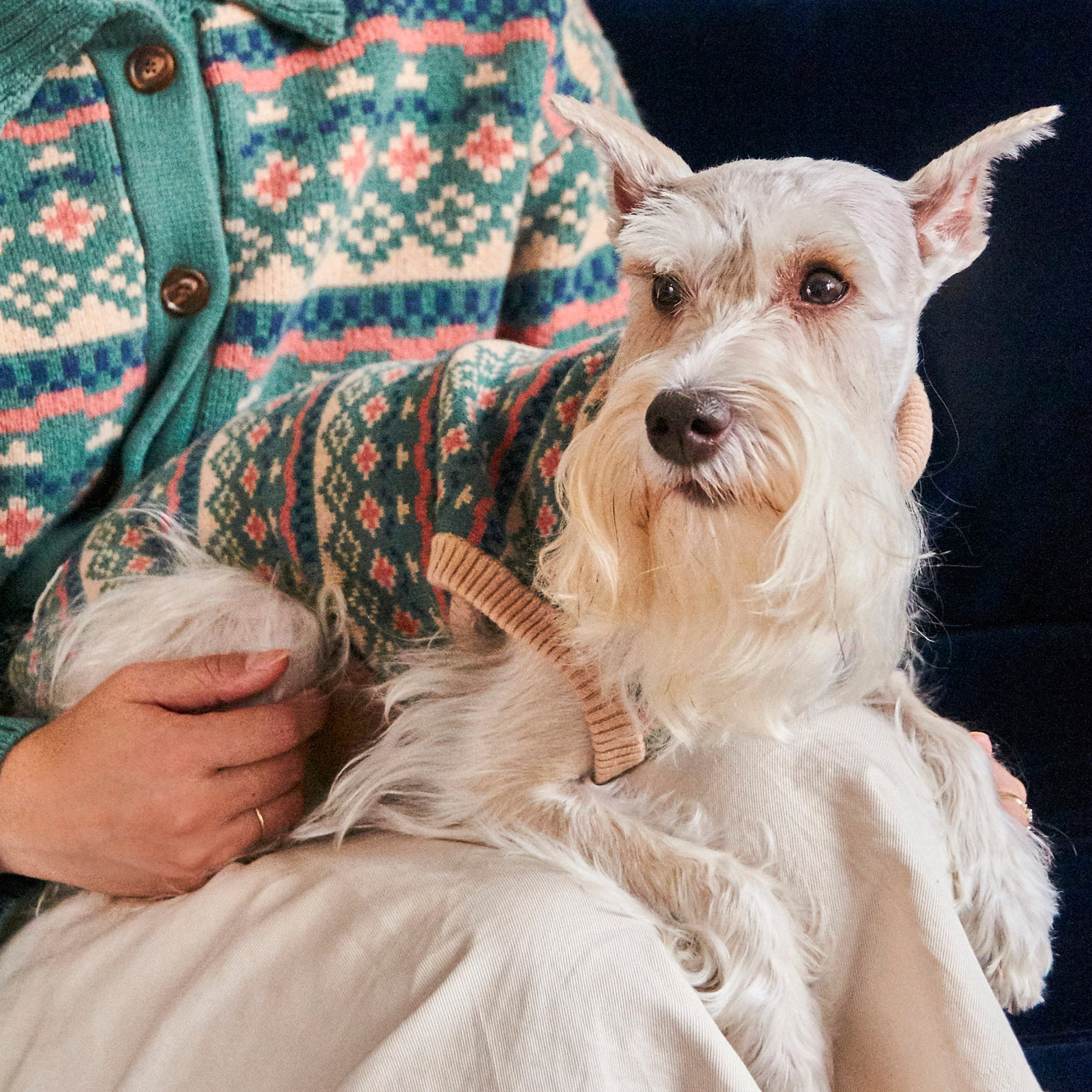 Mini Schnauzer wearing the Nooee Pet x DEMYLEE Jacquard Wool Sweater, sitting on a person's lap who is also wearing a matching sweater, creating a cozy and coordinated look.