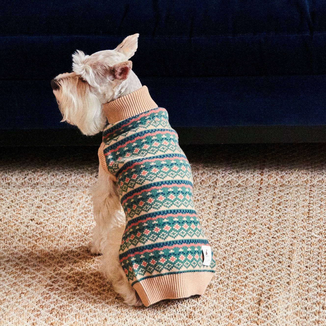 Mini Schnauzer wearing the Nooee Pet x DEMYLEE Jacquard Wool Sweater, sitting on a textured rug in front of a dark blue couch, showcasing the full pattern and cozy turtleneck fit.