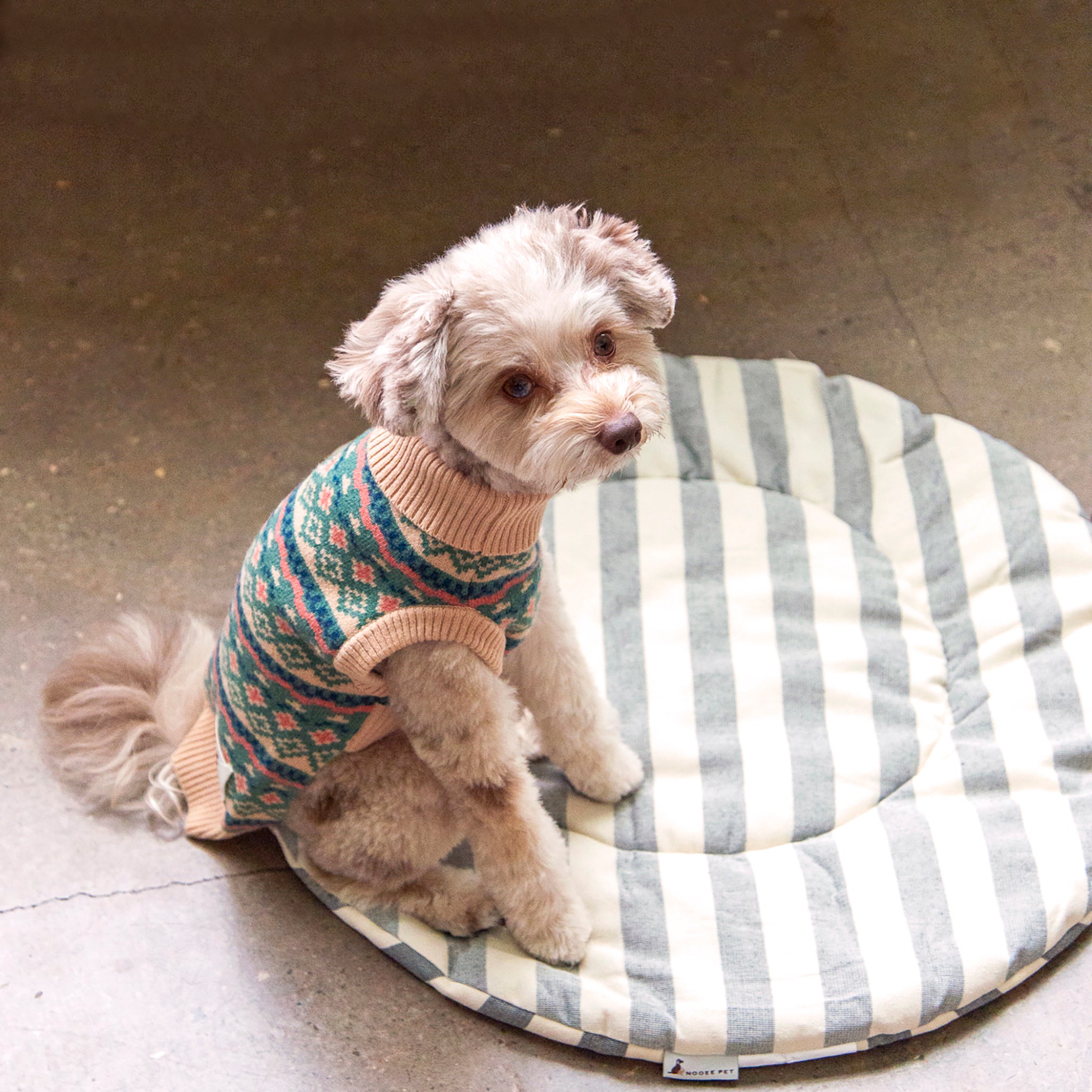 Small dog in a patterned sweater sitting comfortably on the Nooee Pet Replacement Cushion in black and cream stripes, placed on a polished concrete floor.