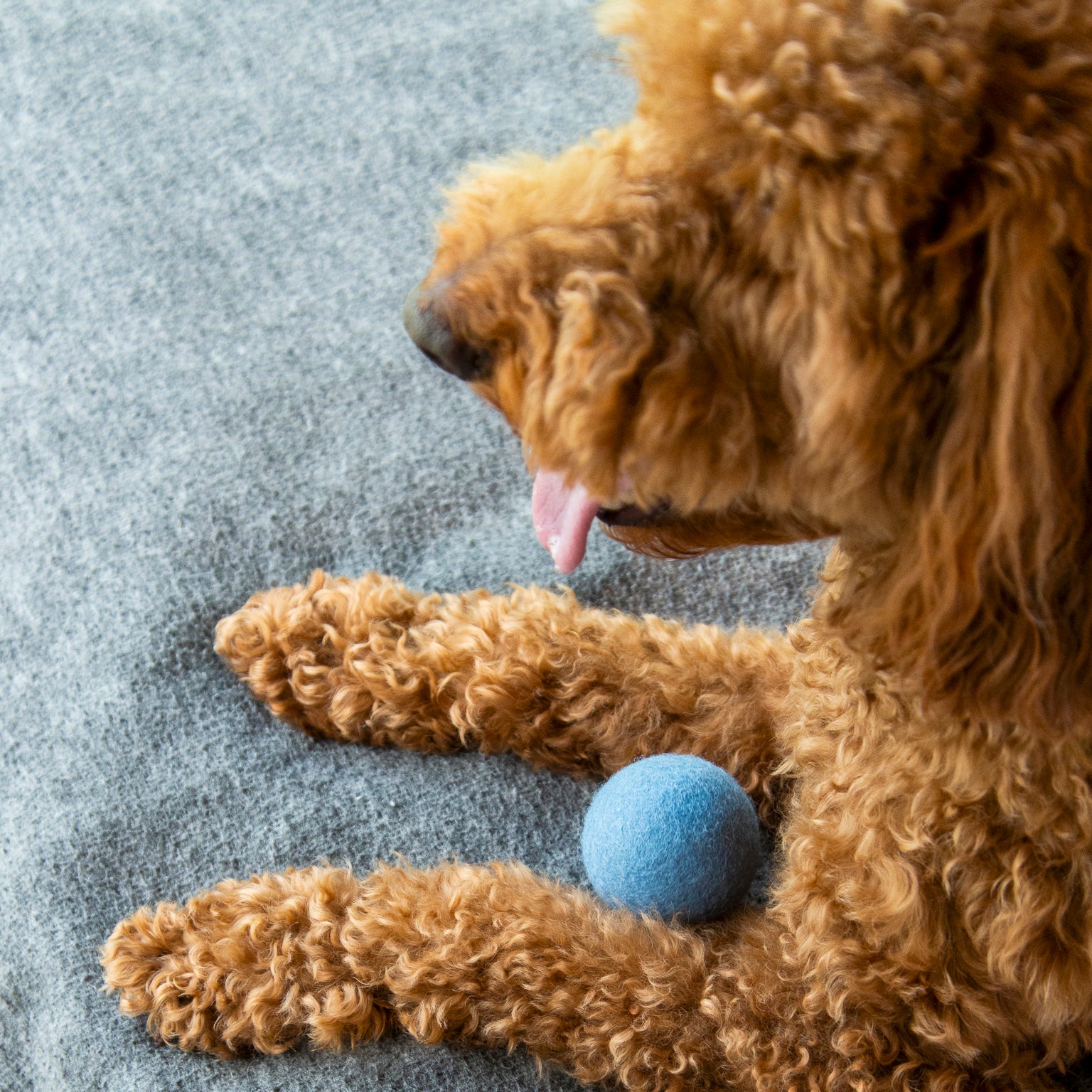 Nooee Pet Wool Toy Ball (6CM)