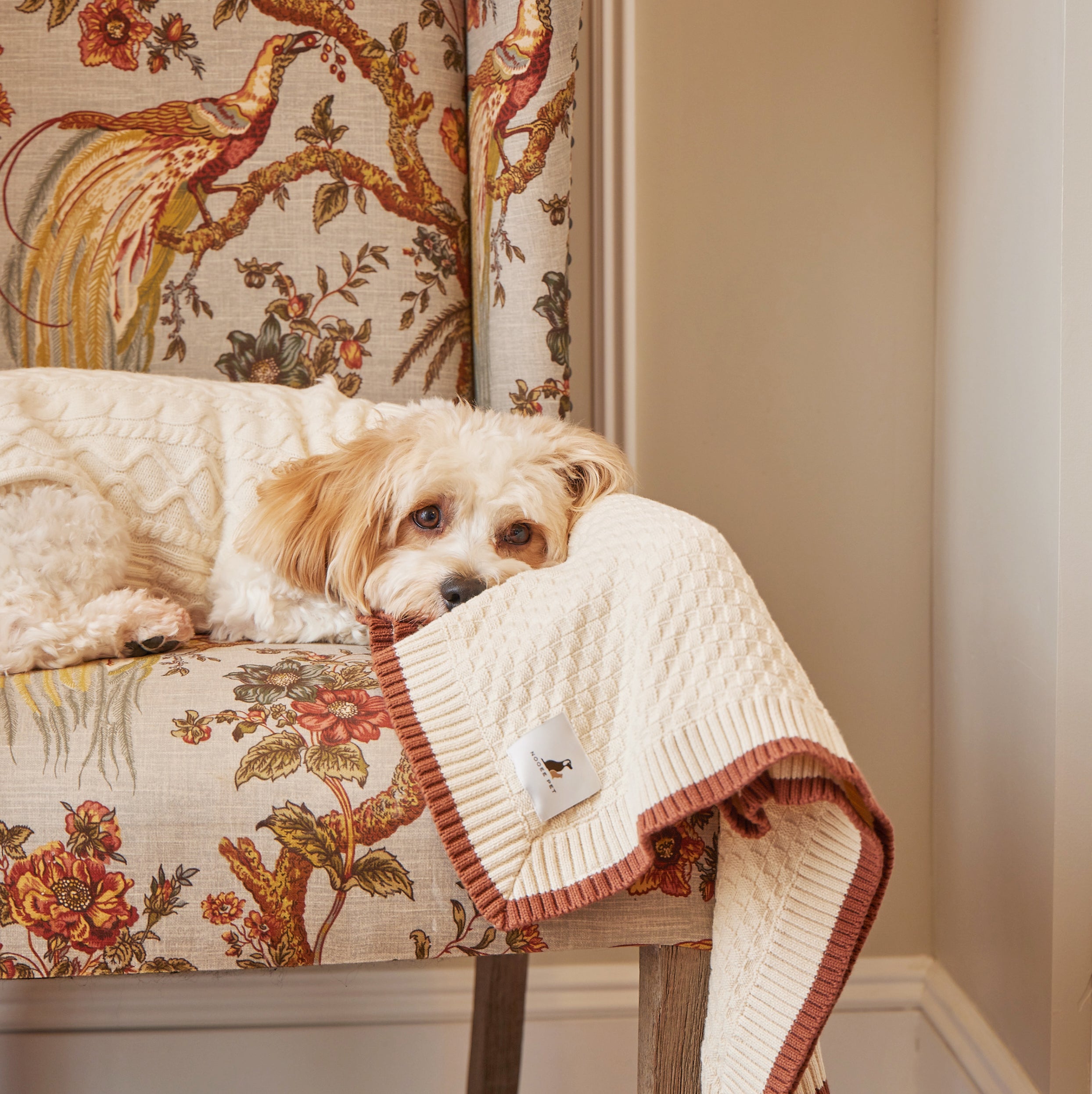 Hypoallergenic store dog blanket