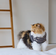 Nooee Pet Polo striped wool pet sweater worn by a cat