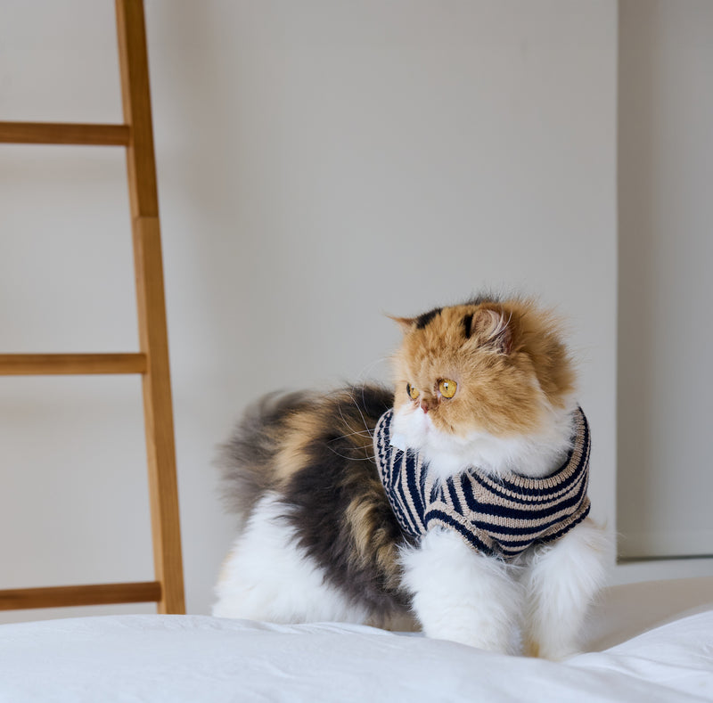 Nooee Pet Polo striped wool pet sweater worn by a cat