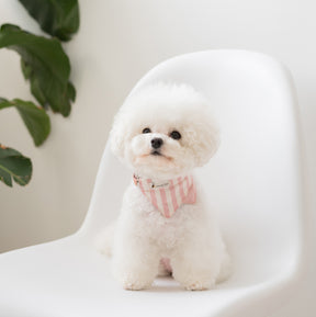 COLLAR DAISY