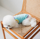 White fluffy dog (Bichon Frise) wearing a blue Nooee Pet CoolPaws Summer Shirt with yellow trim, lounging on a rattan chair. Lightweight cooling dog shirt for hot weather.







White fluffy dog (Bichon Frise) wearing a blue Nooee Pet CoolPaws Summer Shirt with yellow trim, lounging on a rattan chair. Lightweight cooling dog shirt for hot weather.
