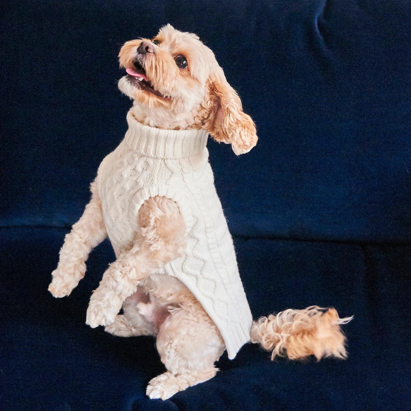 White shop dog sweater